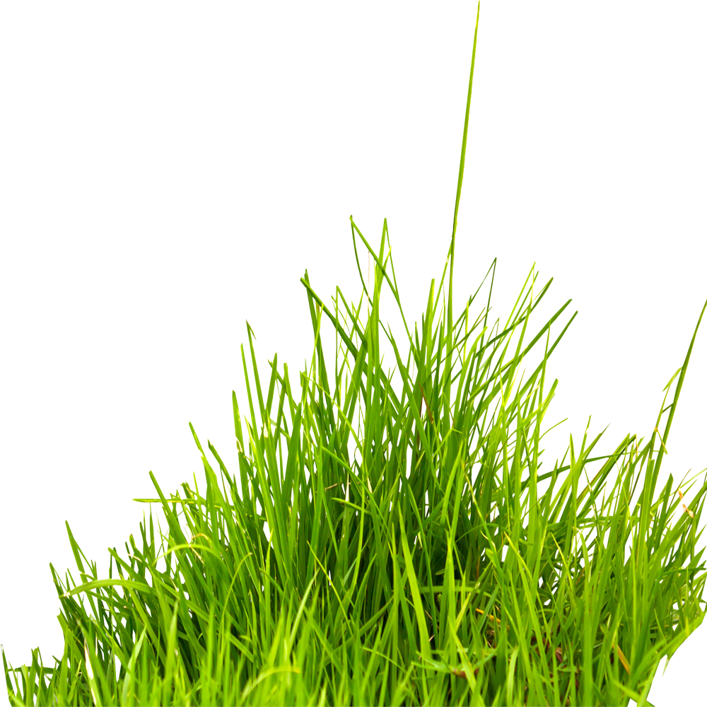 Green Grass  Transparent Image