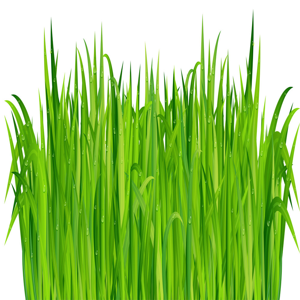 Green Grass  Transparent Photo