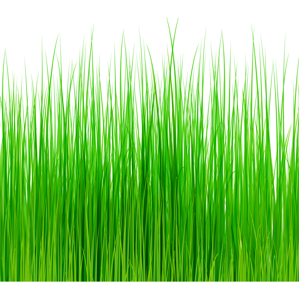 Green Grass Transparent Picture