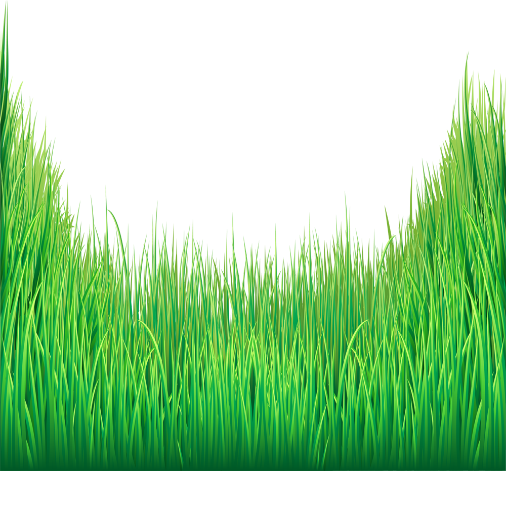 Green Grass  Transparent Clipart