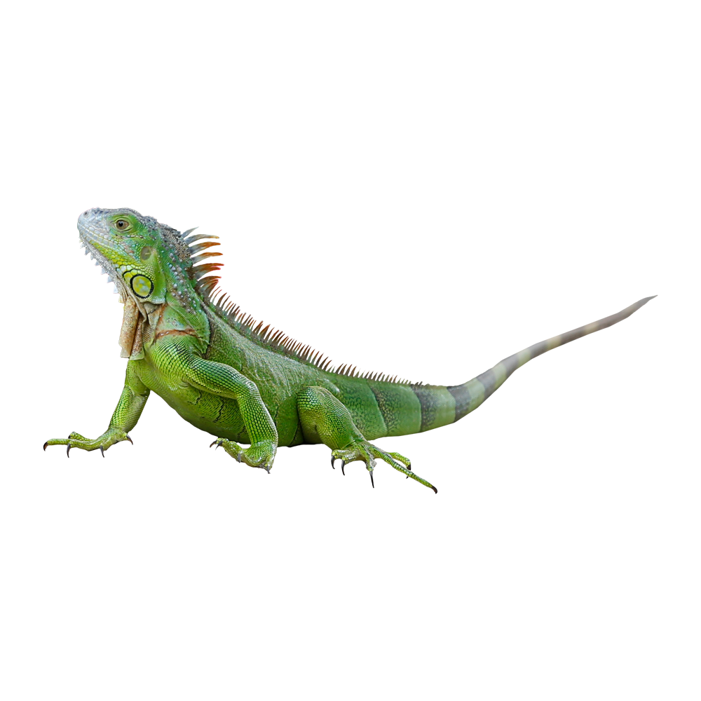 Green Iguana  Transparent Image