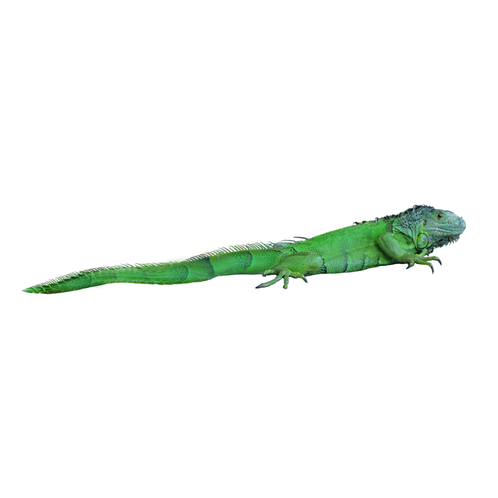 Green Iguana Transparent Picture