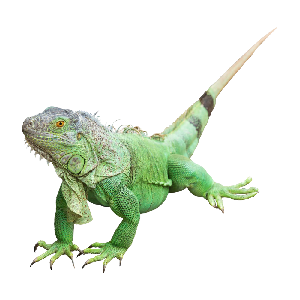 Green Iguana  Transparent Clipart