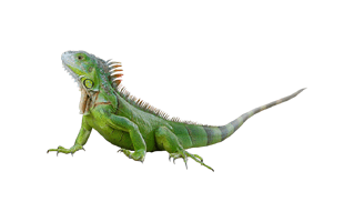 Green Iguana PNG