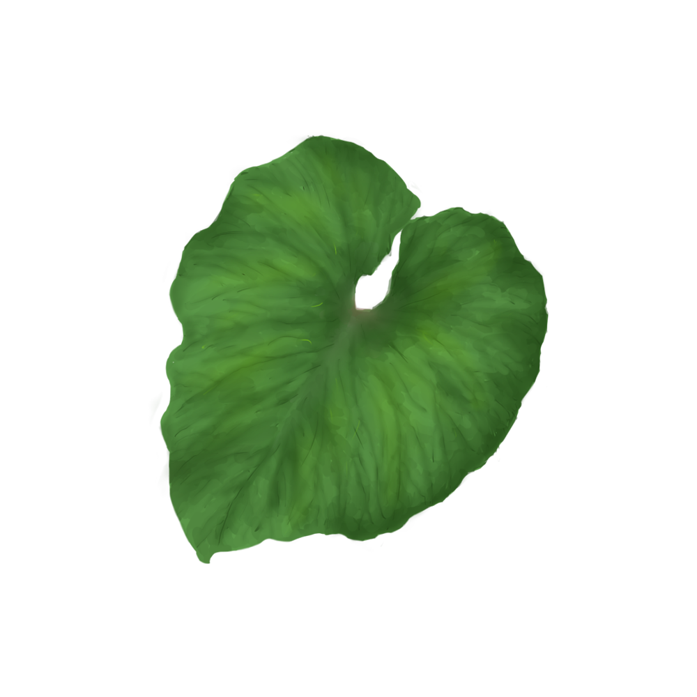 Green Leave Transparent Picture