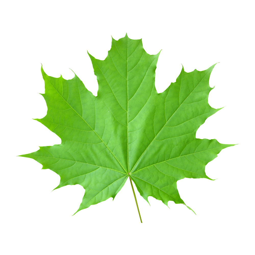 Green Leave Transparent Clipart