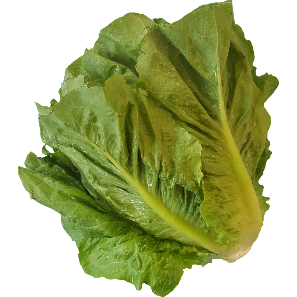 Green Lettuce  Transparent Image