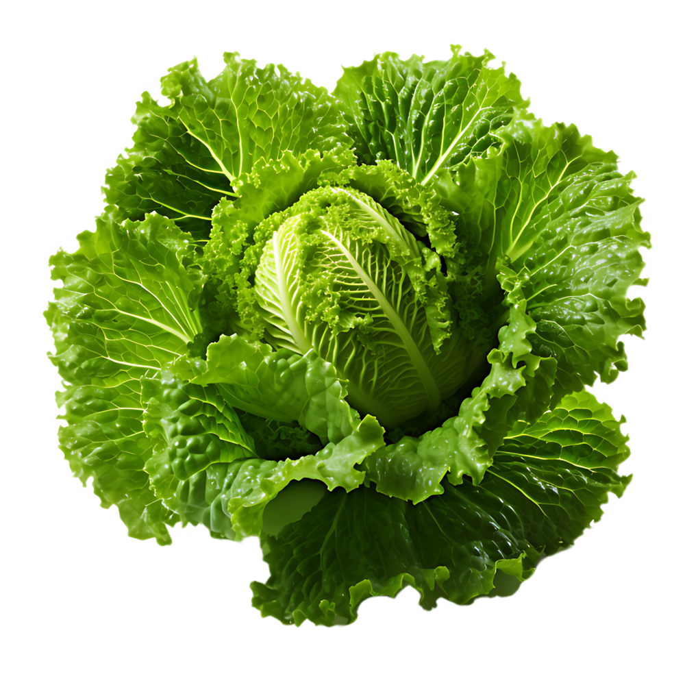 Green Lettuce  Transparent Photo