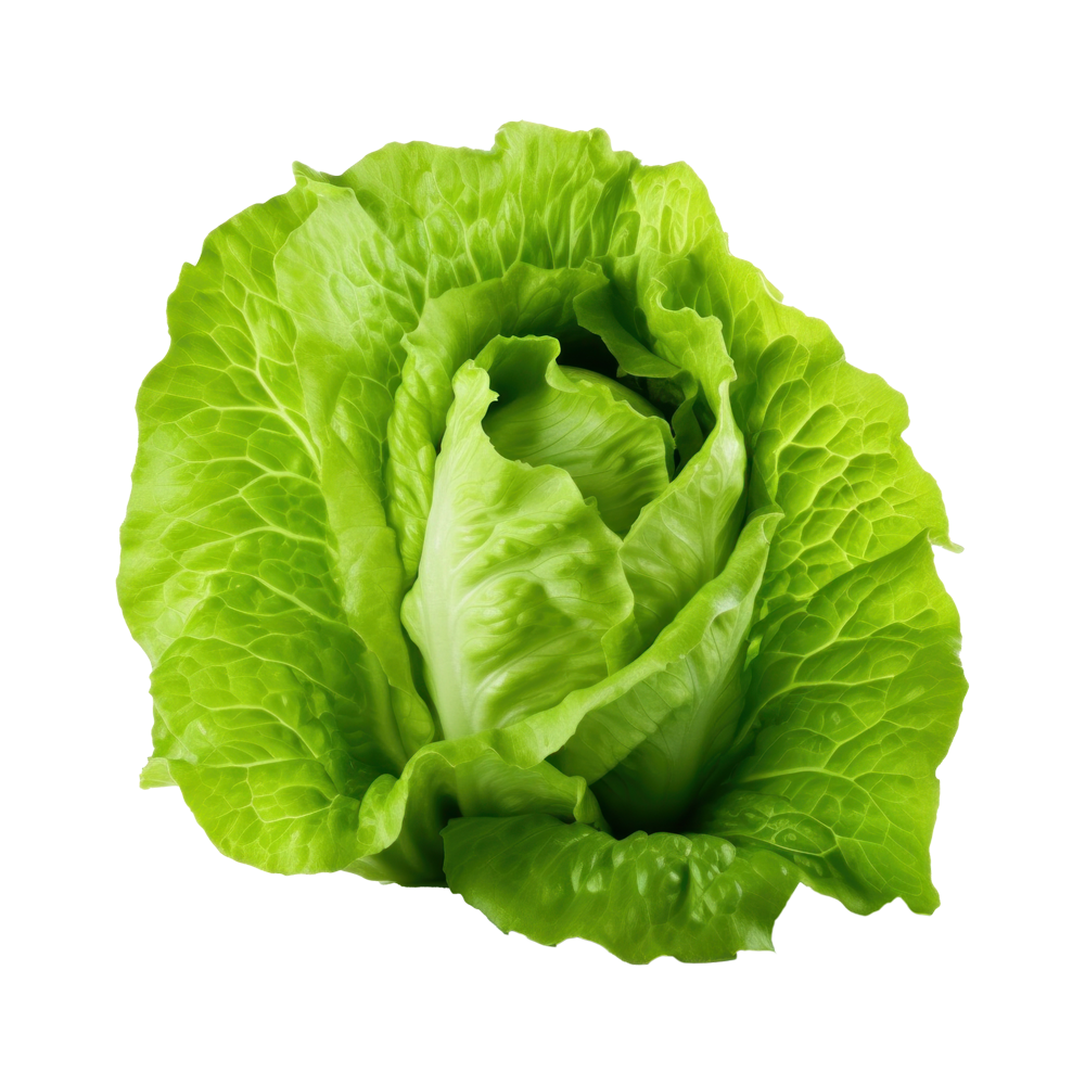Green Lettuce  Transparent Clipart