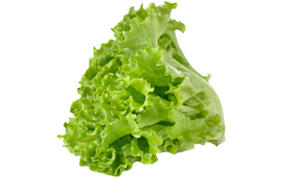 Green Lettuce PNG