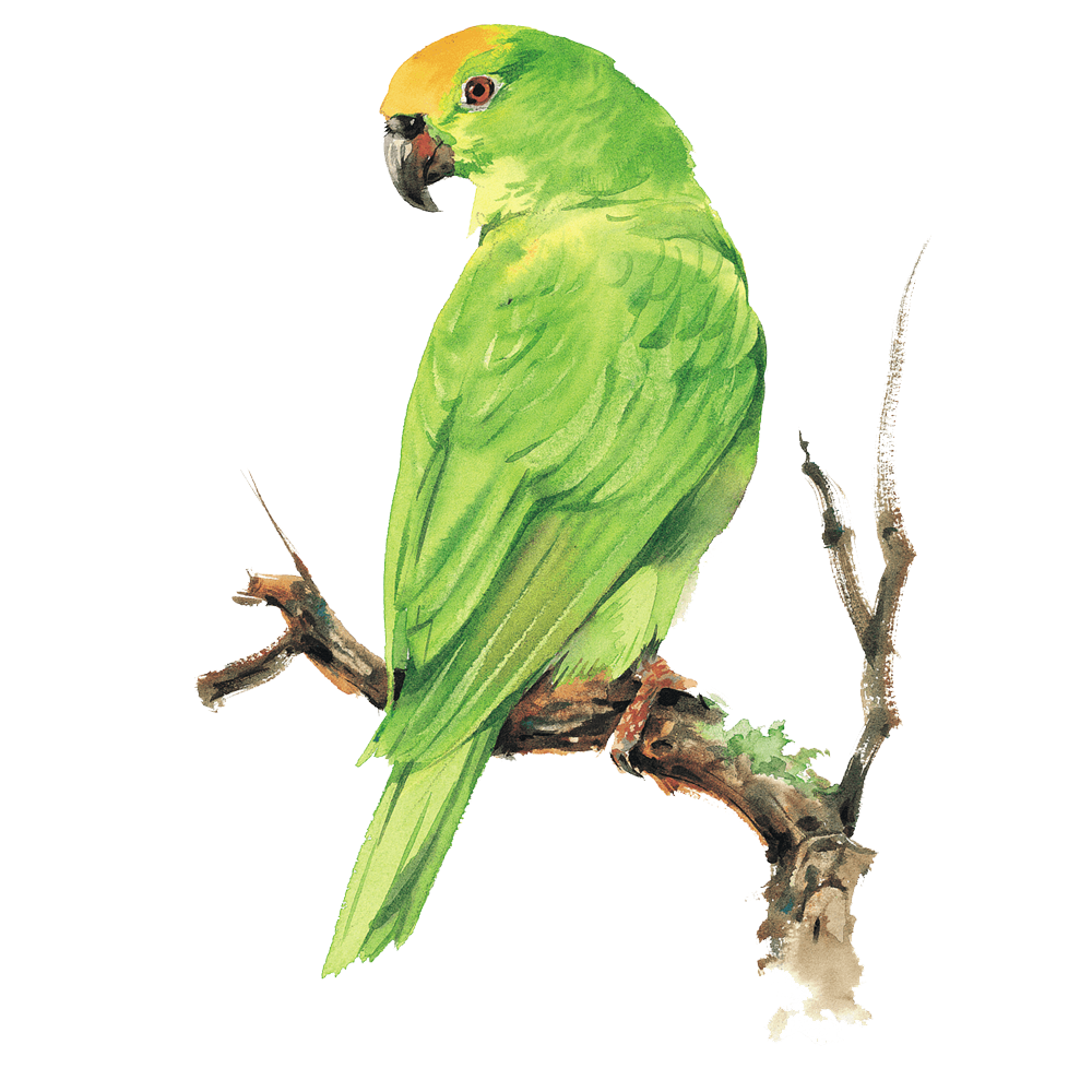 Green Parrot  Transparent Image