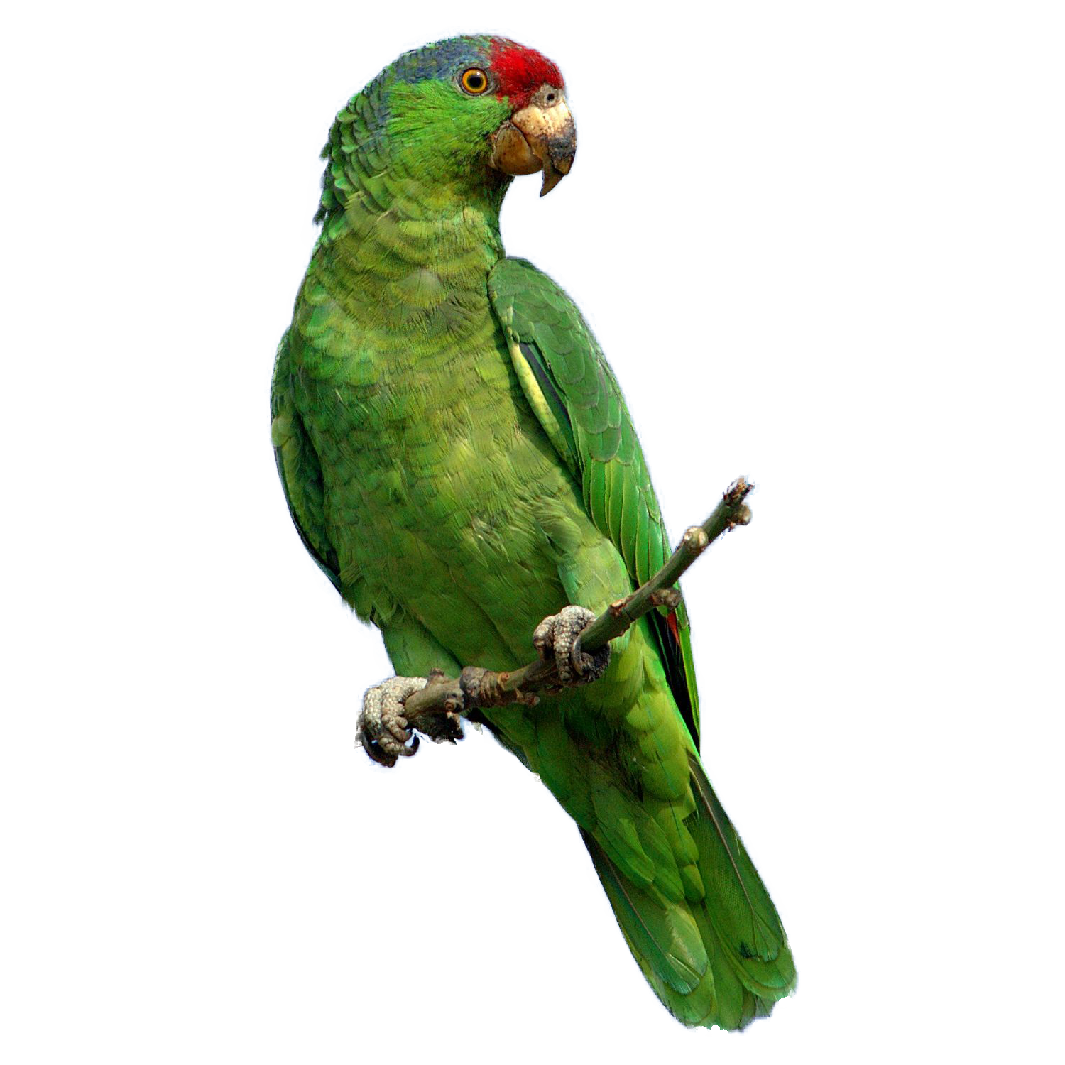 Green Parrot  Transparent Photo