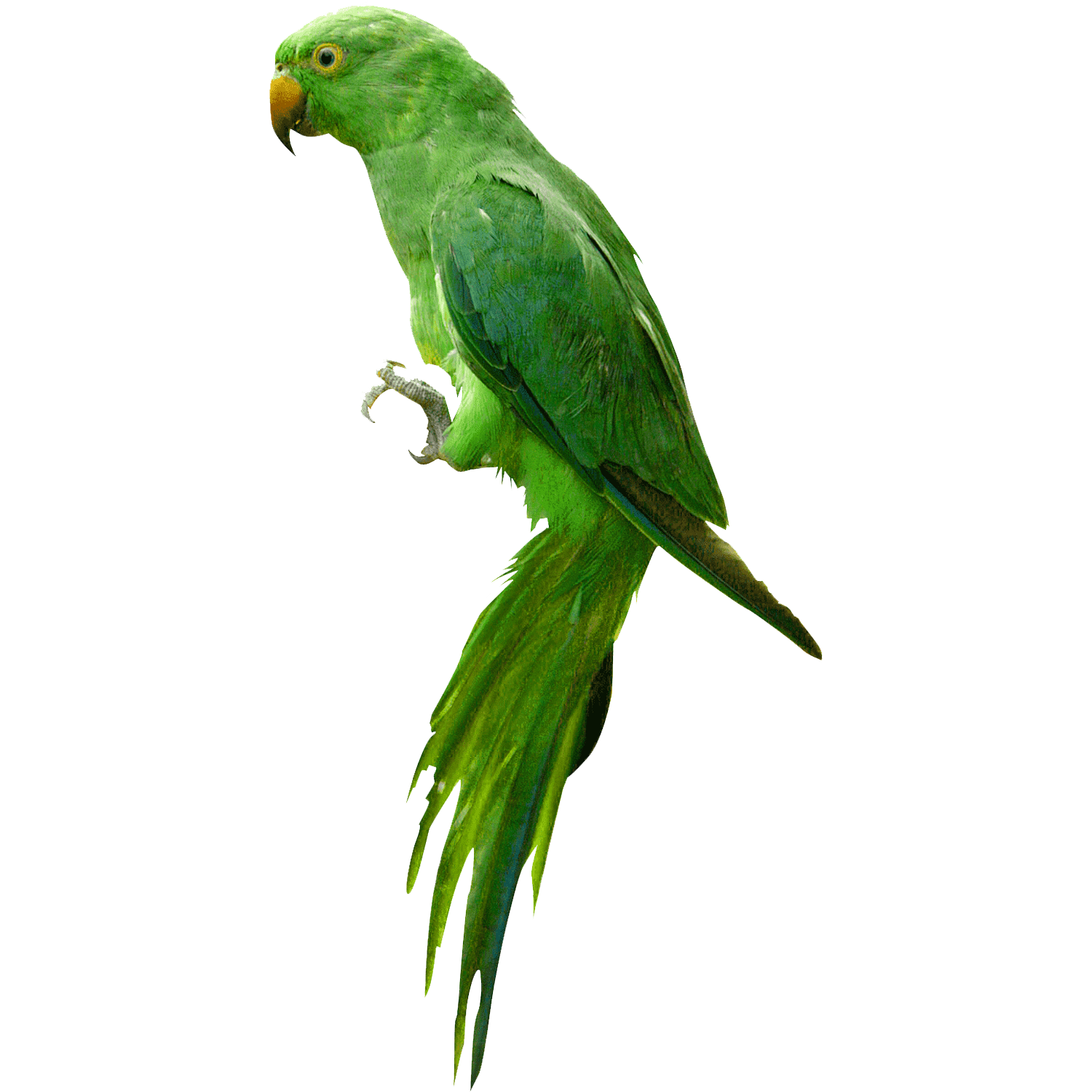 Green Parrot Transparent Picture