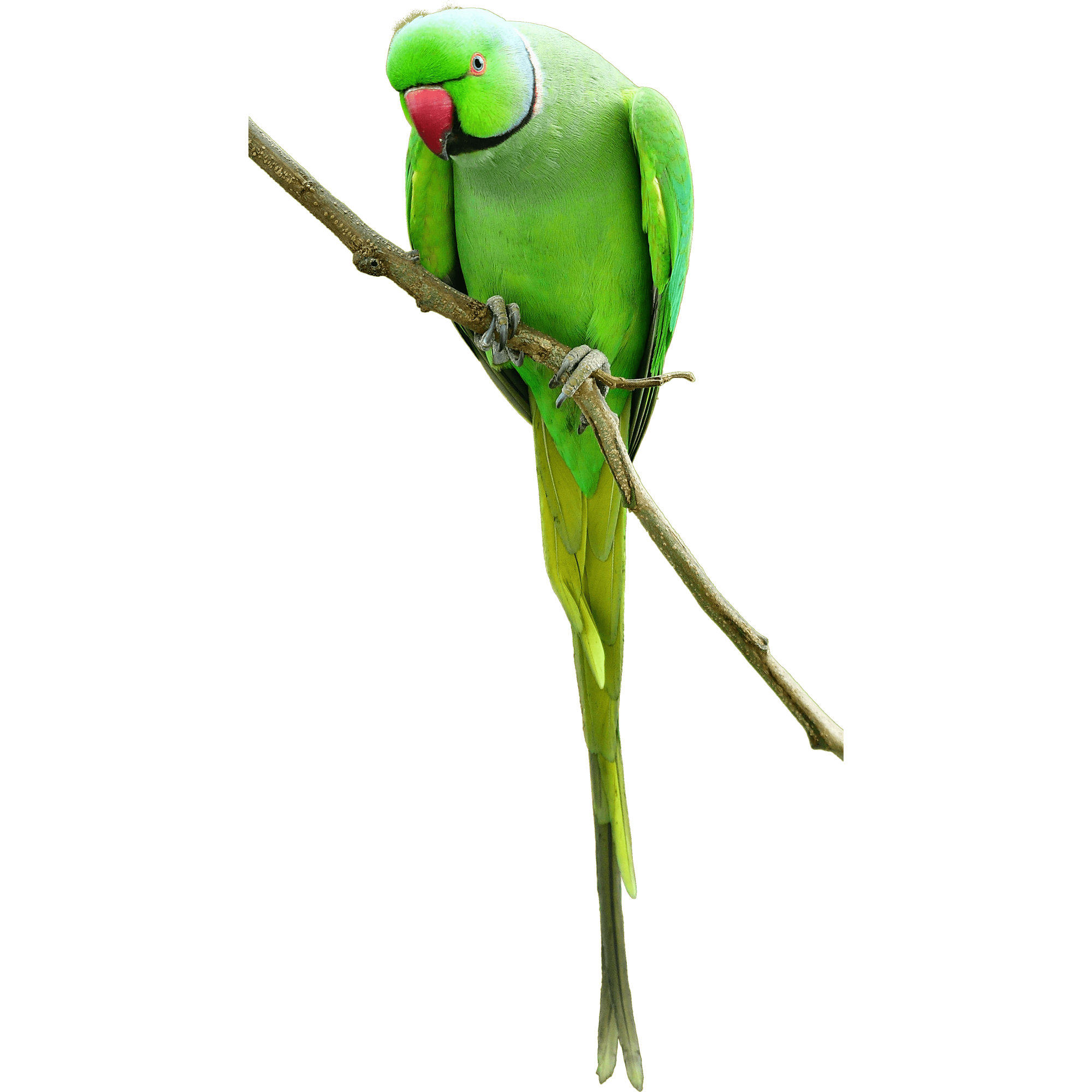 Green Parrot  Transparent Clipart