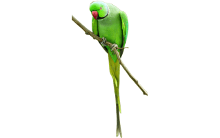 Green Parrot PNG