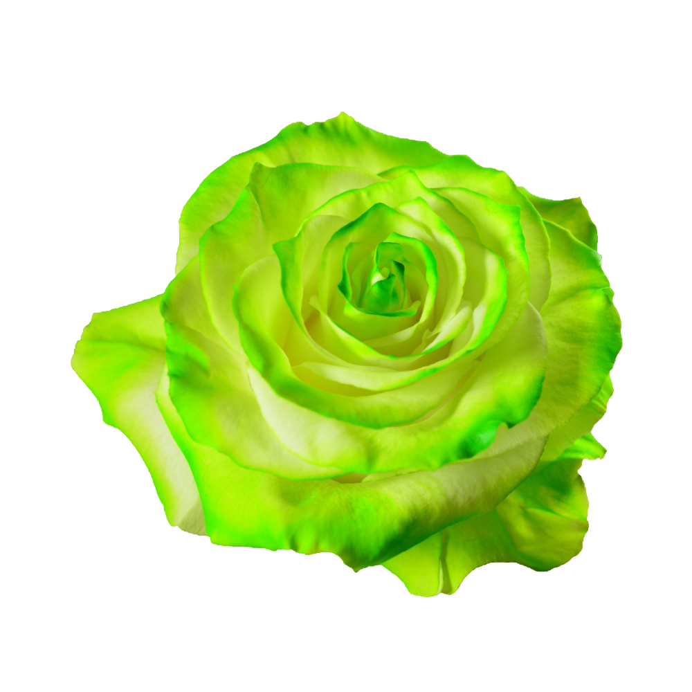 Green Rose Transparent Image