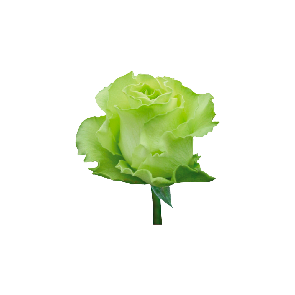 Green Rose Transparent Photo