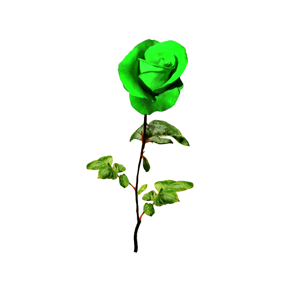 Green Rose Transparent Picture