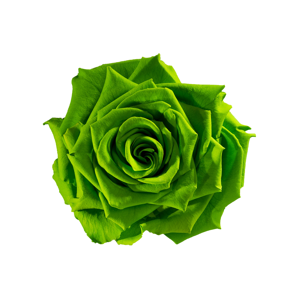 Green Rose Transparent Clipart