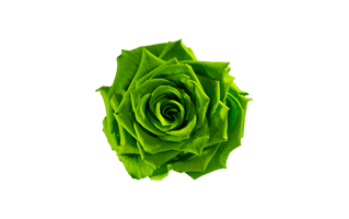 Green Rose PNG