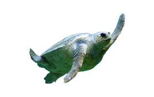 Green Sea Turtle PNG