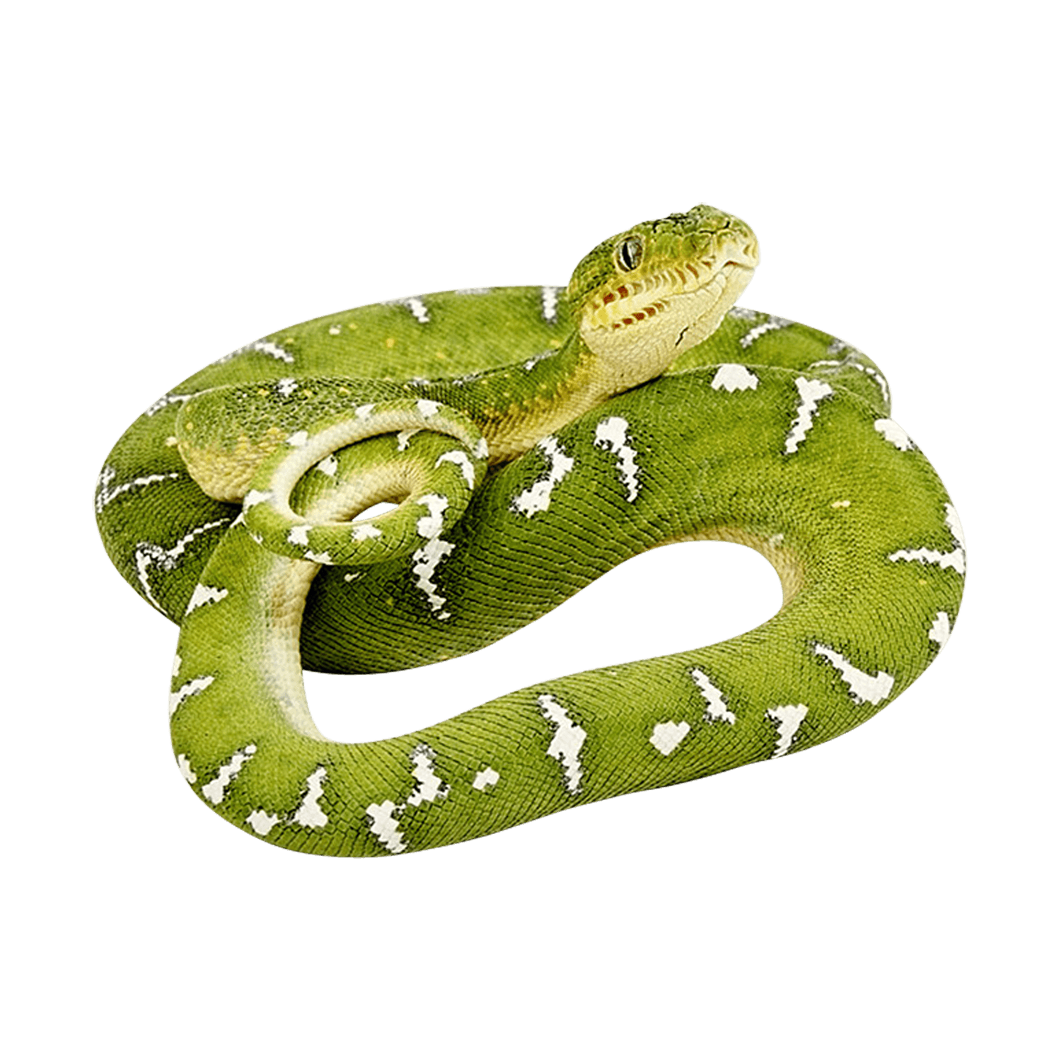 Green Snake  Transparent Image