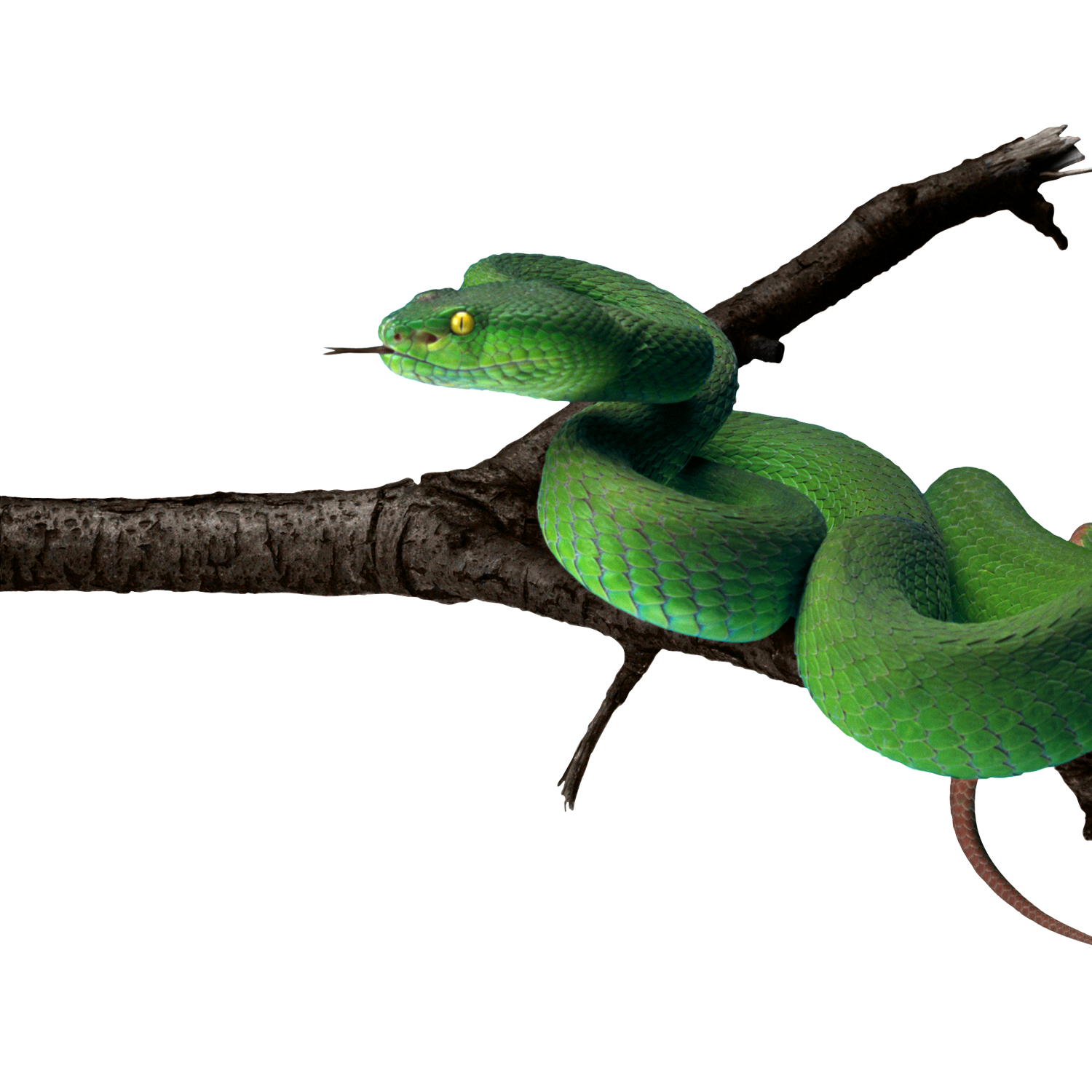 Green Snake  Transparent Photo