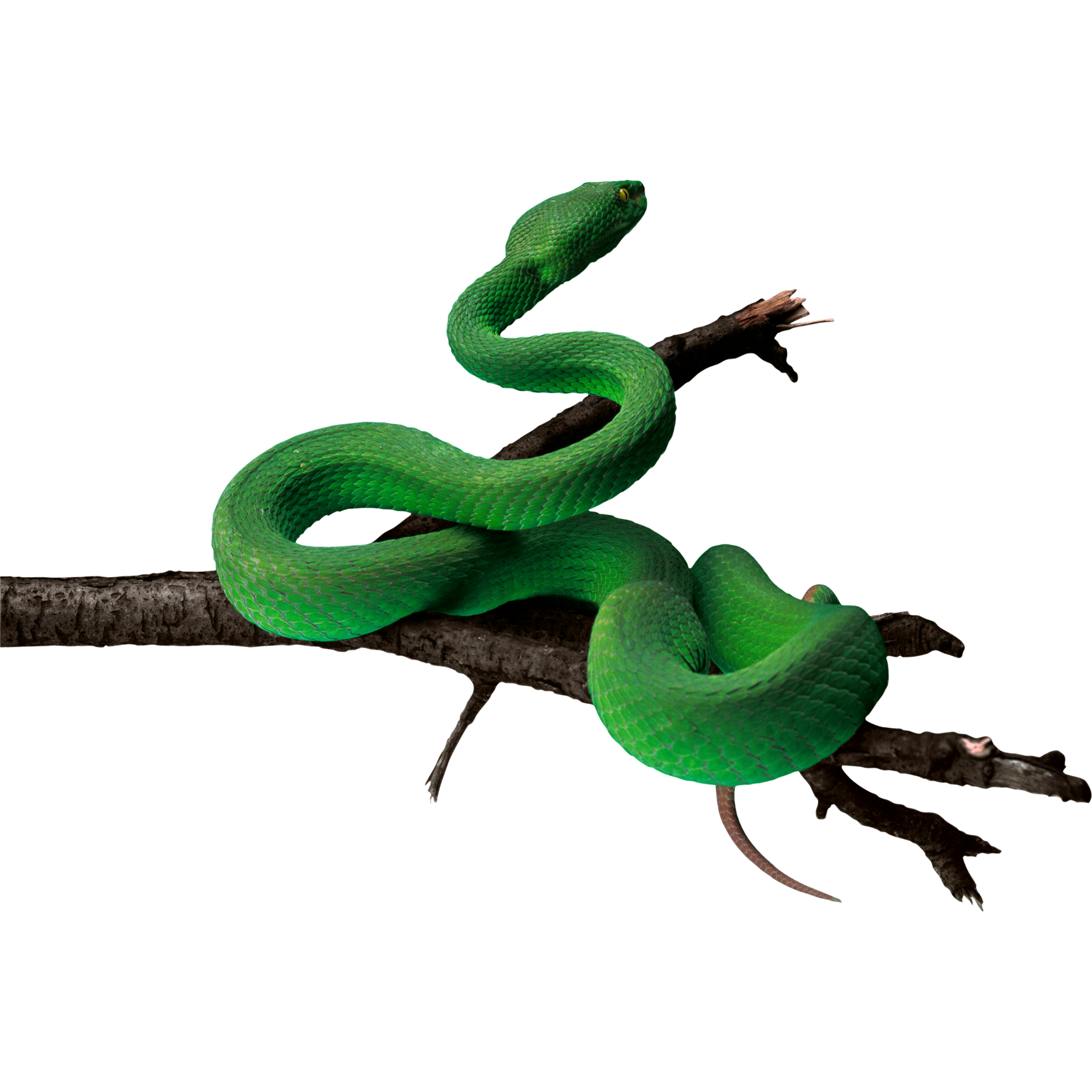 Green Snake Transparent Picture