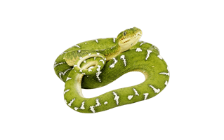 Green Snake PNG