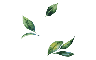 Green Watercolor Leaves PNG