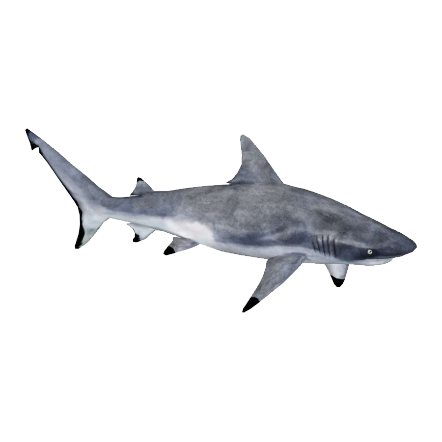 Grey Reef Shark Transparent Image