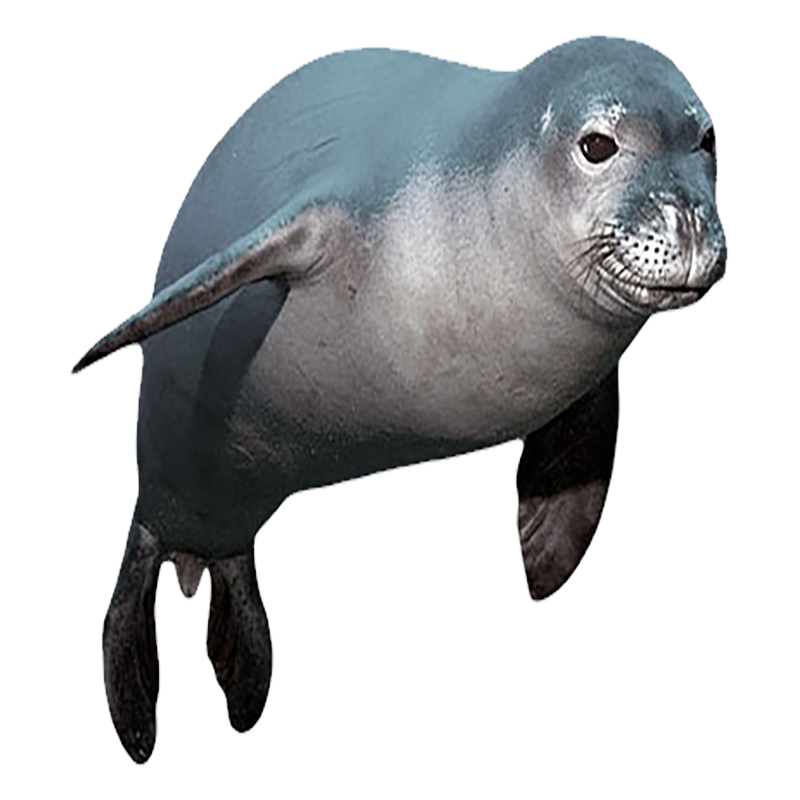 Grey Seal Transparent Picture