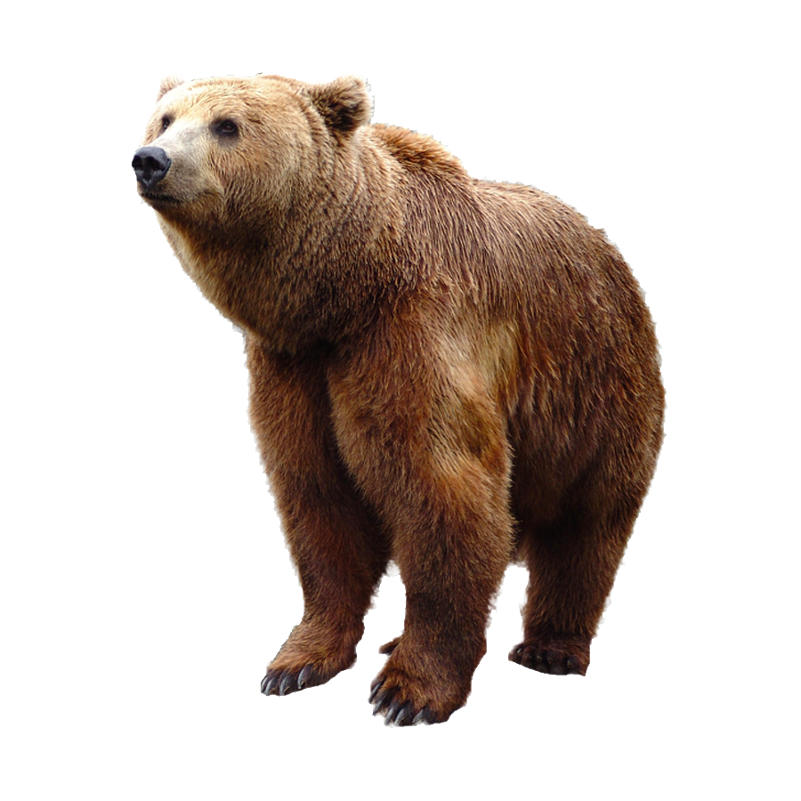 Grizzly Bear Transparent Image