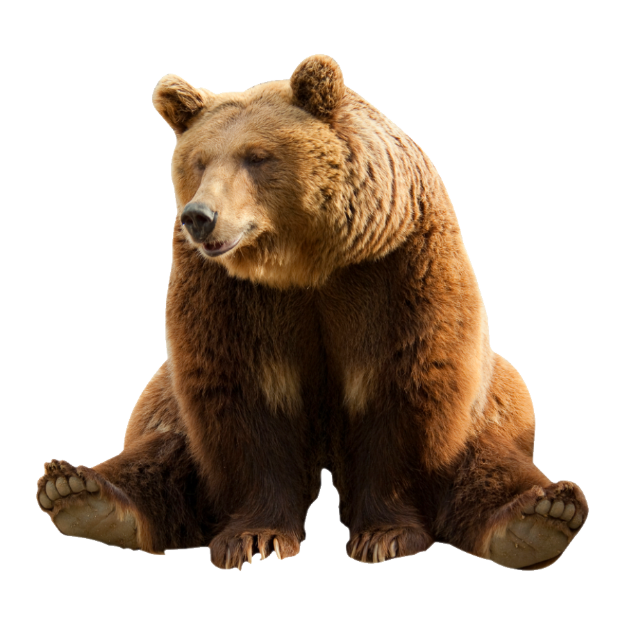 Grizzly Bear Transparent Photo