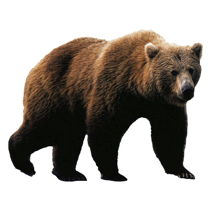 Grizzly Bear Transparent Clipart