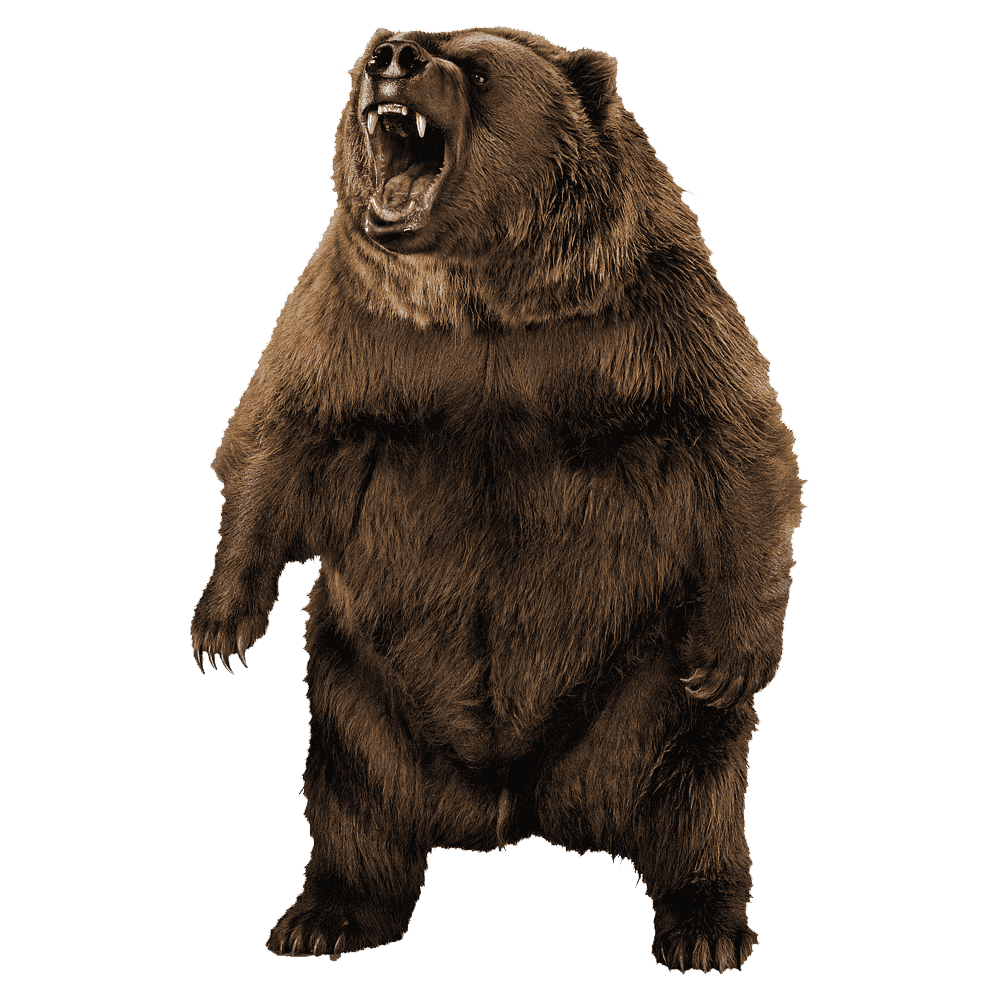 Grizzly Bear Transparent Gallery