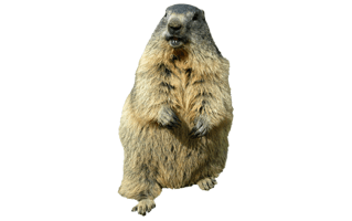 Groundhog PNG