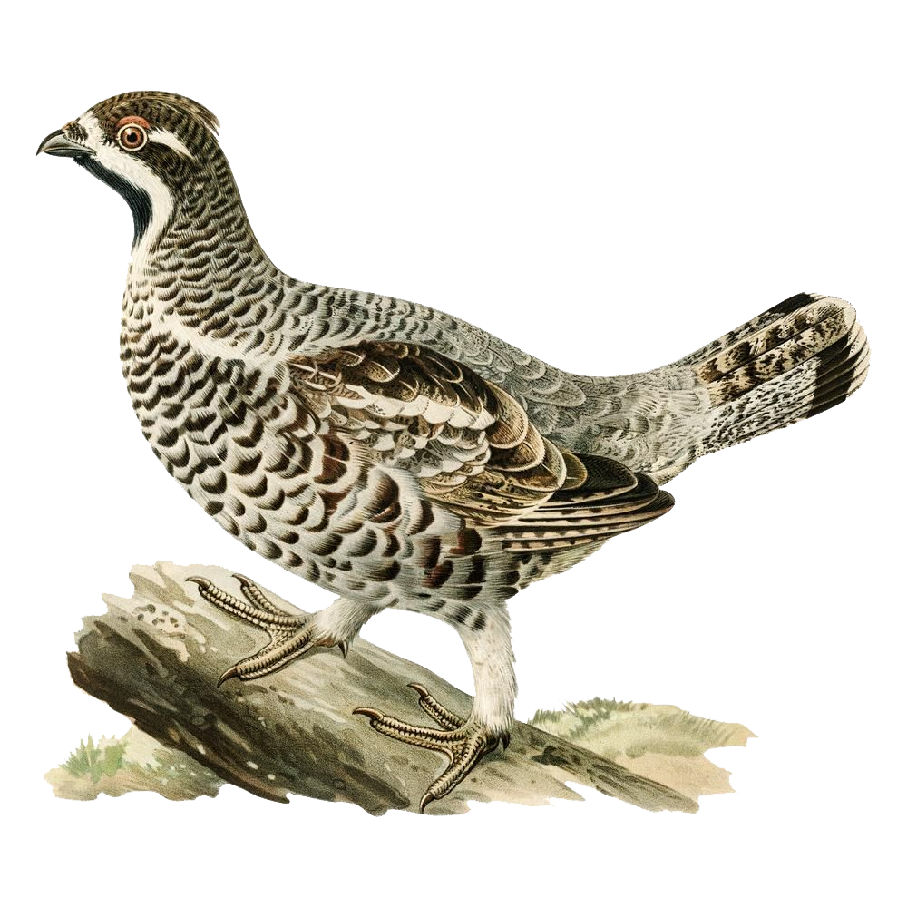 Grouse Transparent Picture