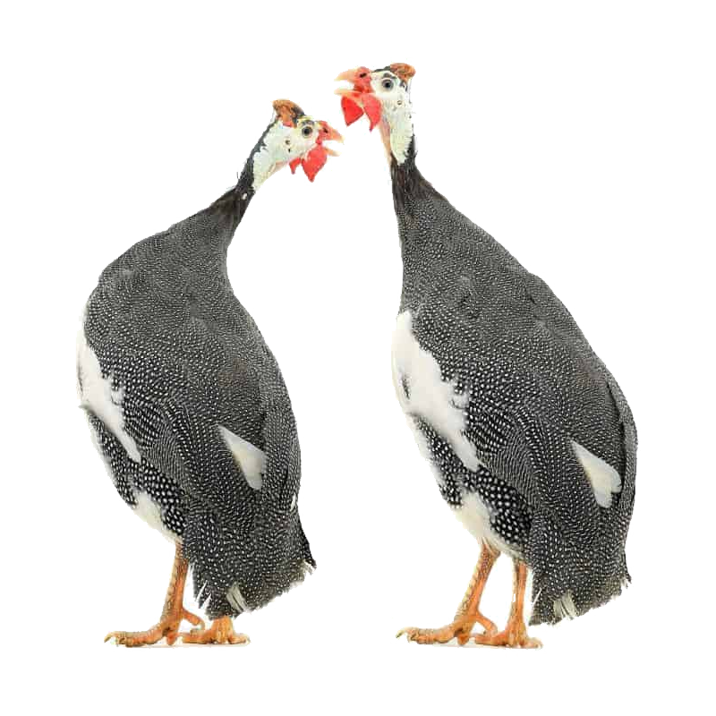Guinea Fowl Transparent Gallery