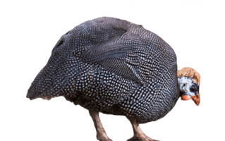 Guineafowl PNG