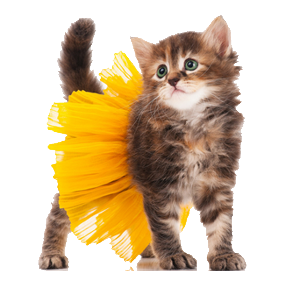 Halloween Cat Costume Transparent Image
