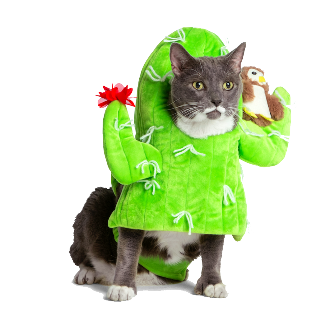 Halloween Cat Costume Transparent Picture