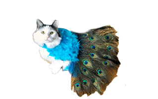 Halloween Cat Costume PNG