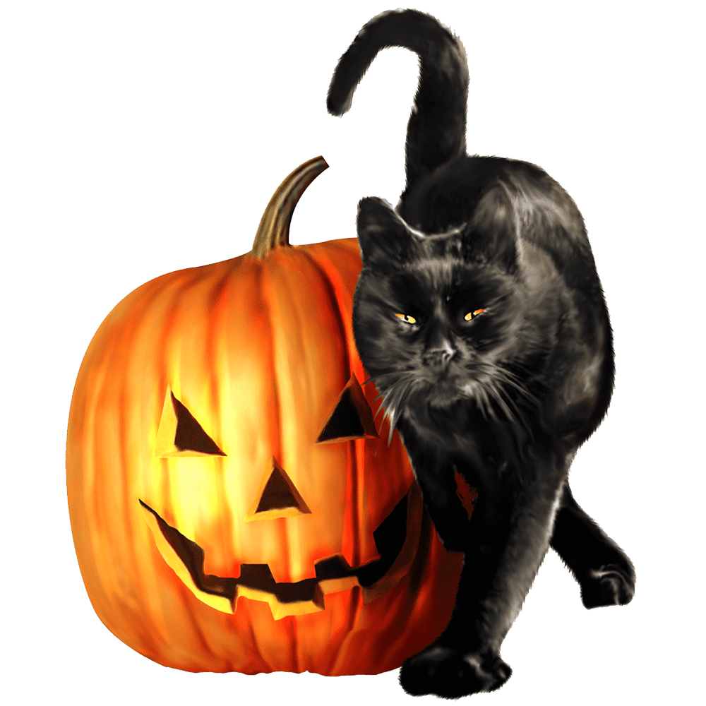 Halloween Cat With Pumpkin Transparent Image