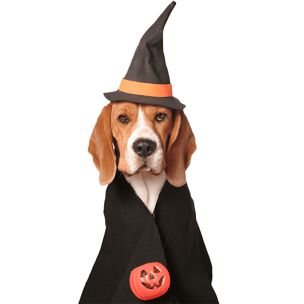 Halloween Dog Transparent Picture