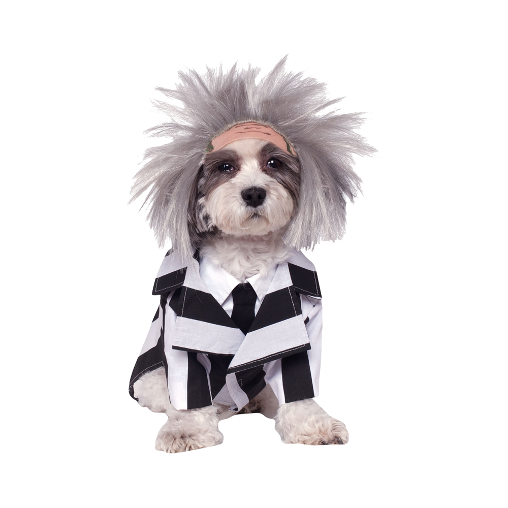 Halloween Dog Costume Transparent Photo