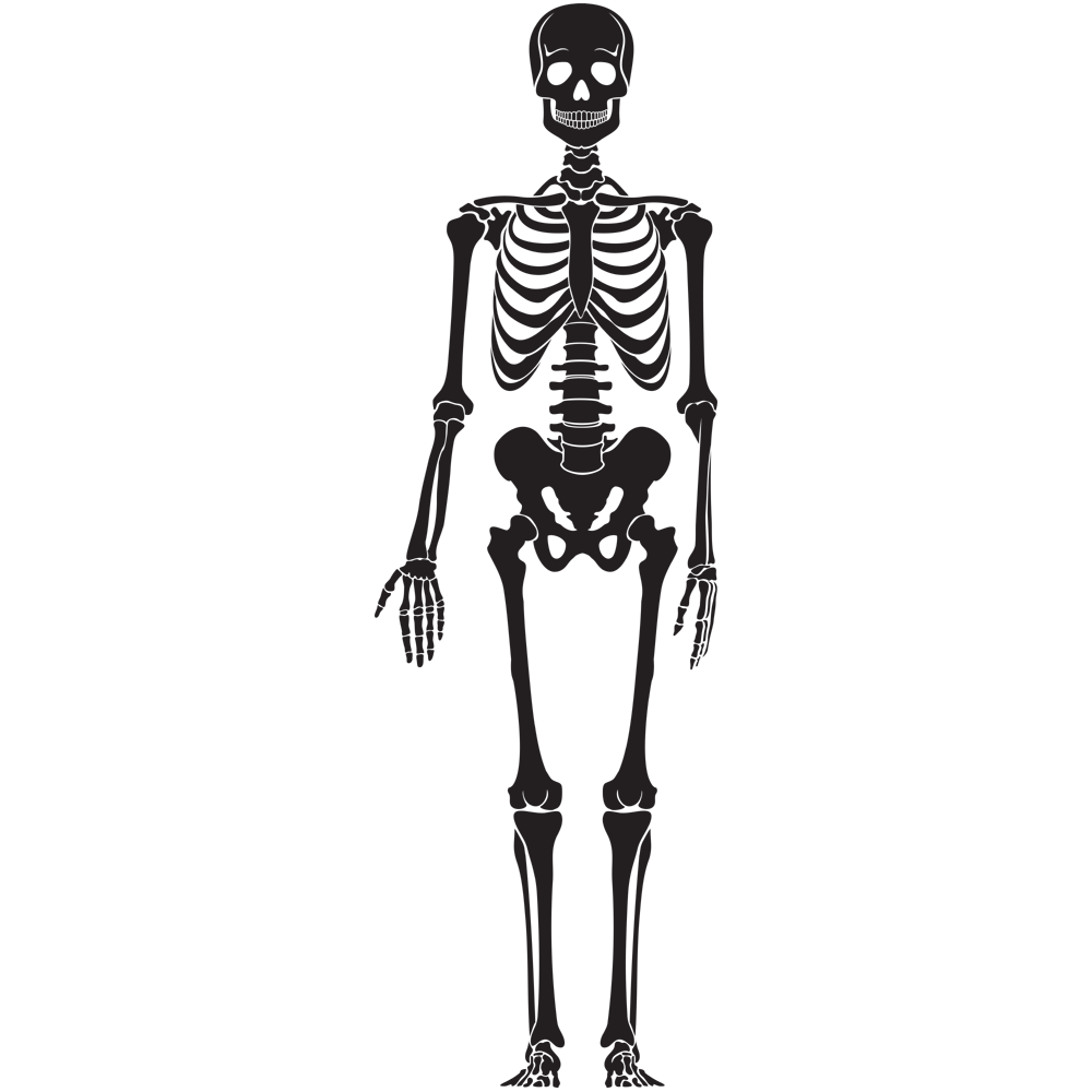 Halloween Skeleton Transparent Clipart