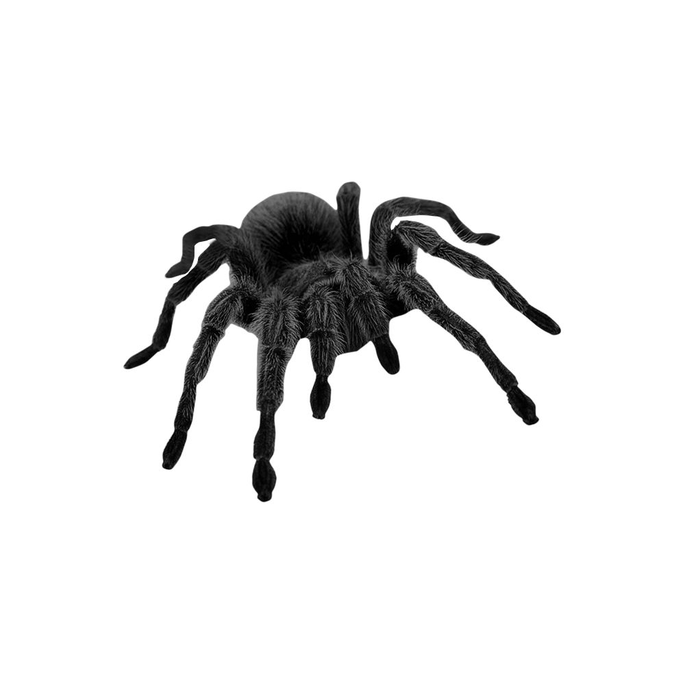 Halloween Spider Transparent Photo