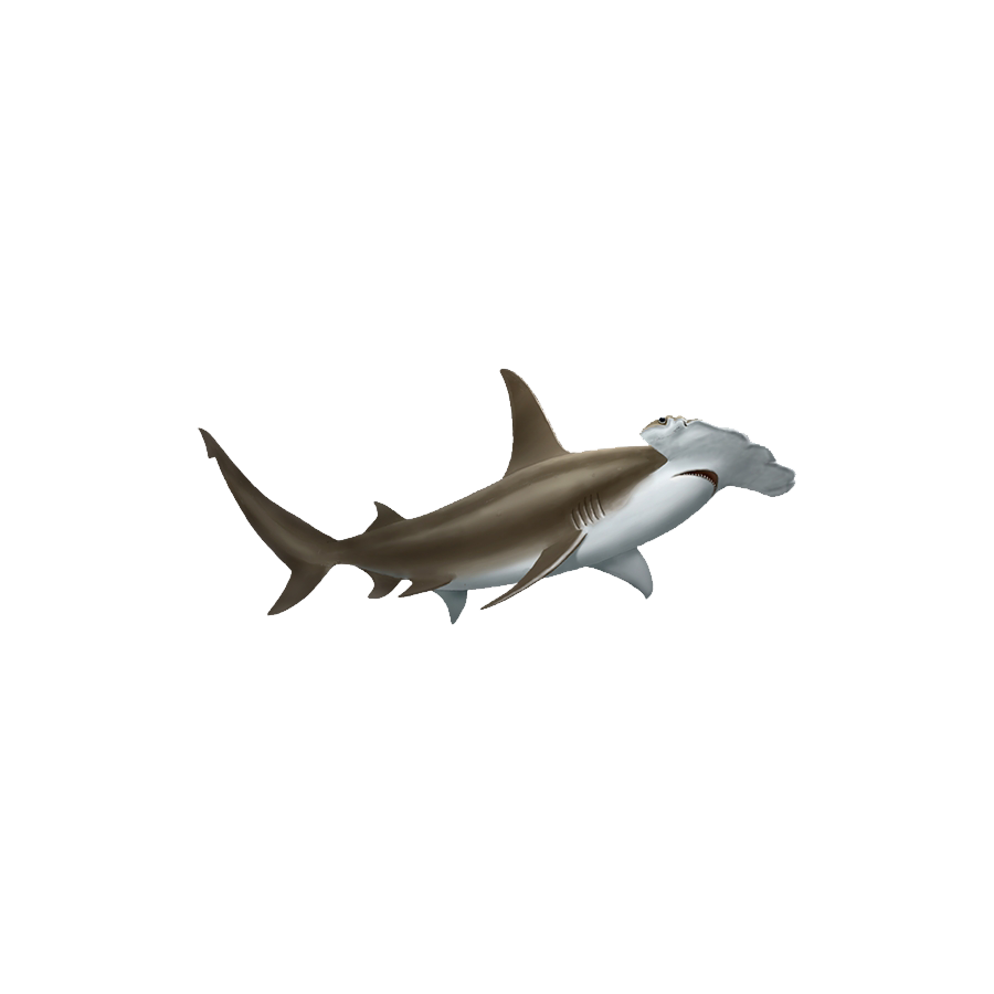 Hammerhead Shark Transparent Image
