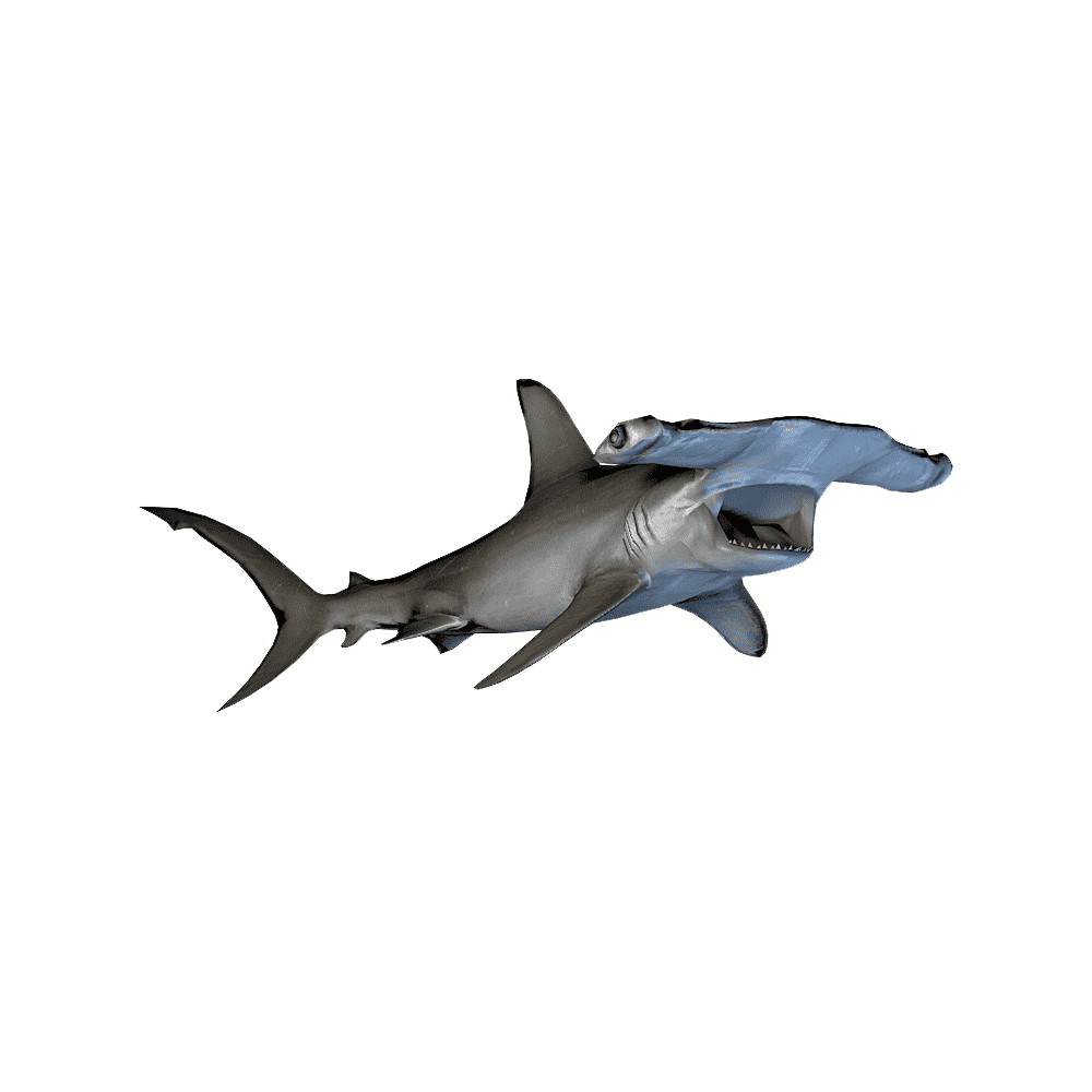 Hammerhead Shark Transparent Gallery